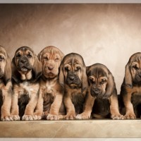 Bloodhoundwelpen